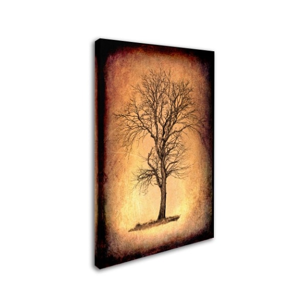LightBoxJournal 'For The Love Of Trees II' Canvas Art,12x19
